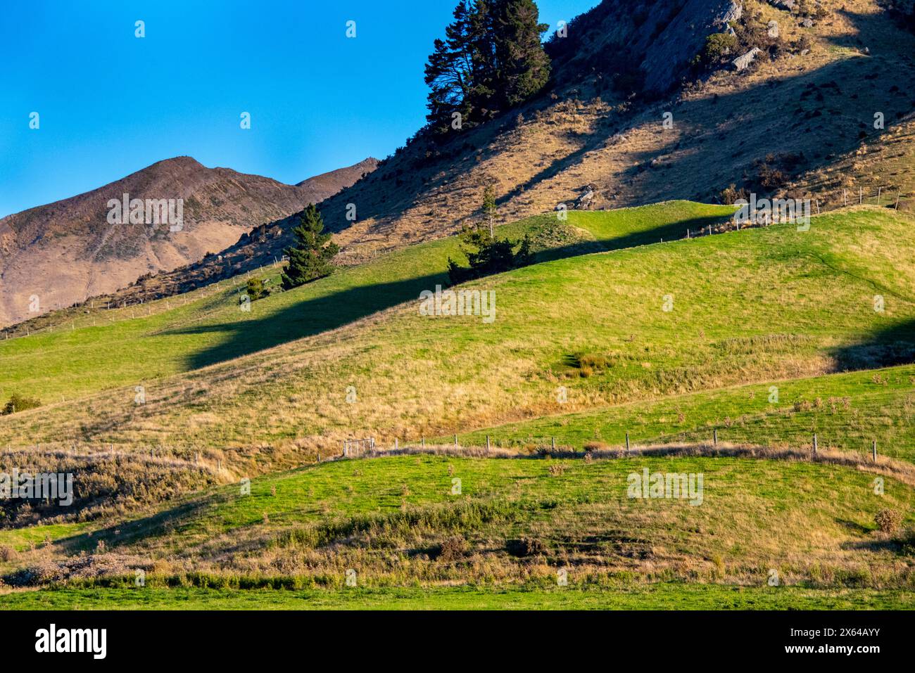 Green Pasture in Southland Region - New Zealand Stock Photo