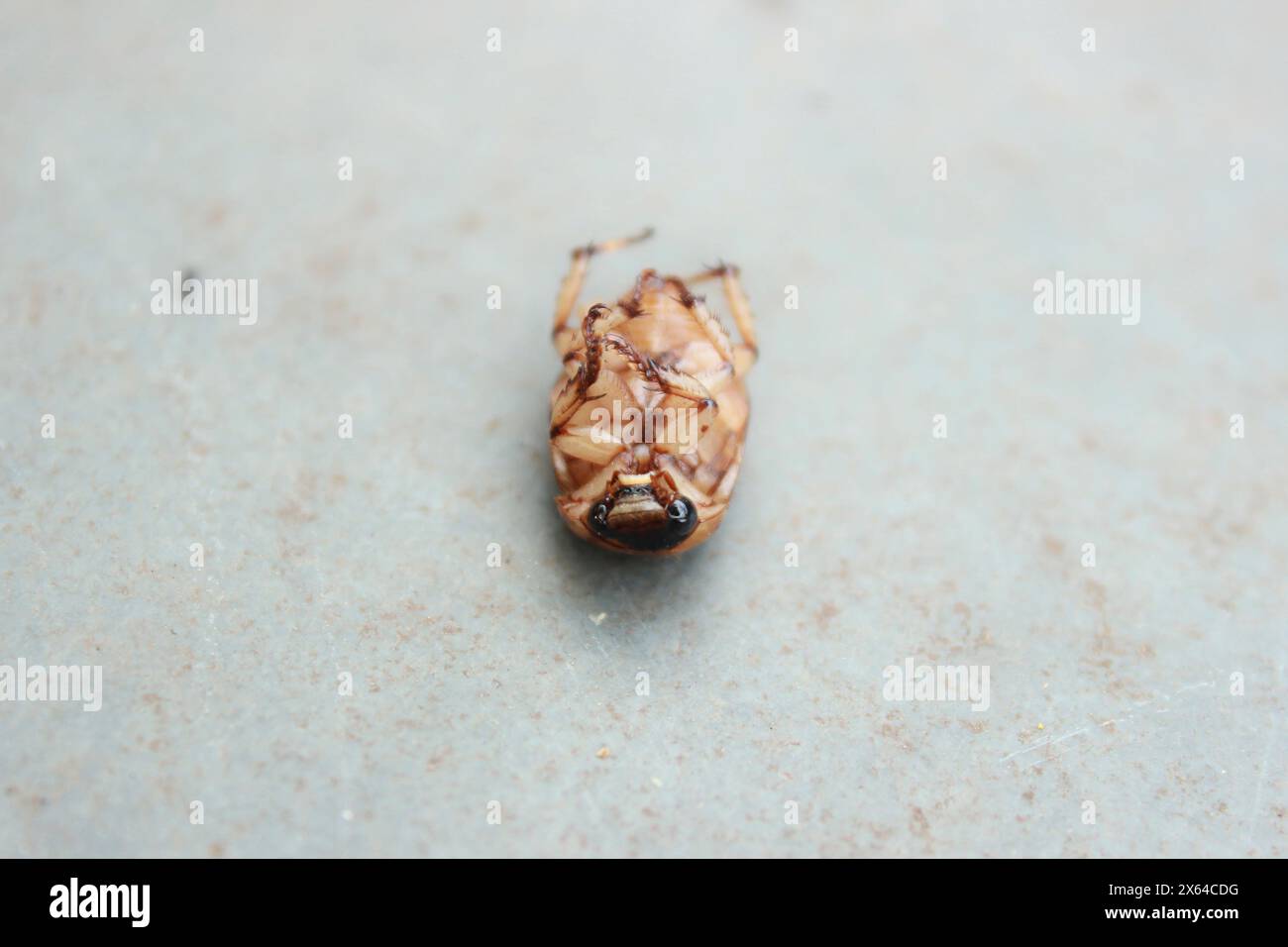 Pig Chicken Insect Insect known as the Masked Beetle, Cake Bug or Chicken Loaf, species ...