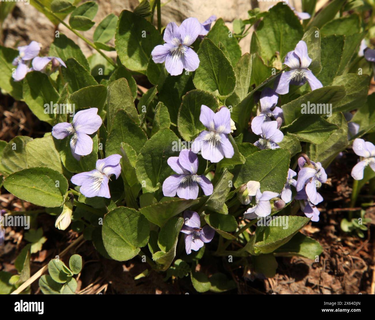 Blue Violet (Viola adunca) purple wildflowers in Beartooth Mountains, Montana Stock Photo