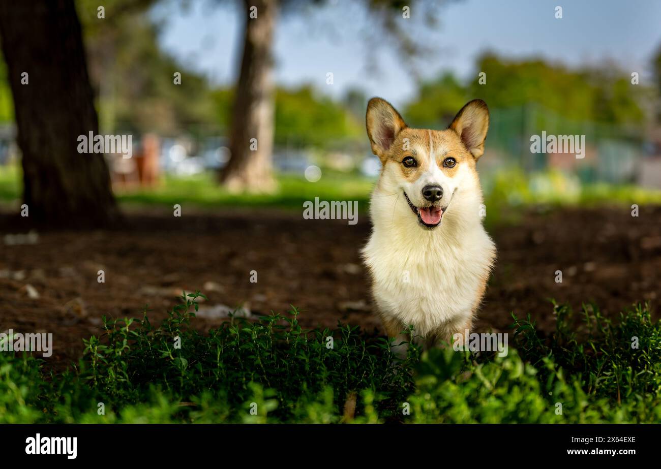 Happy Corgi puppy Stock Photo