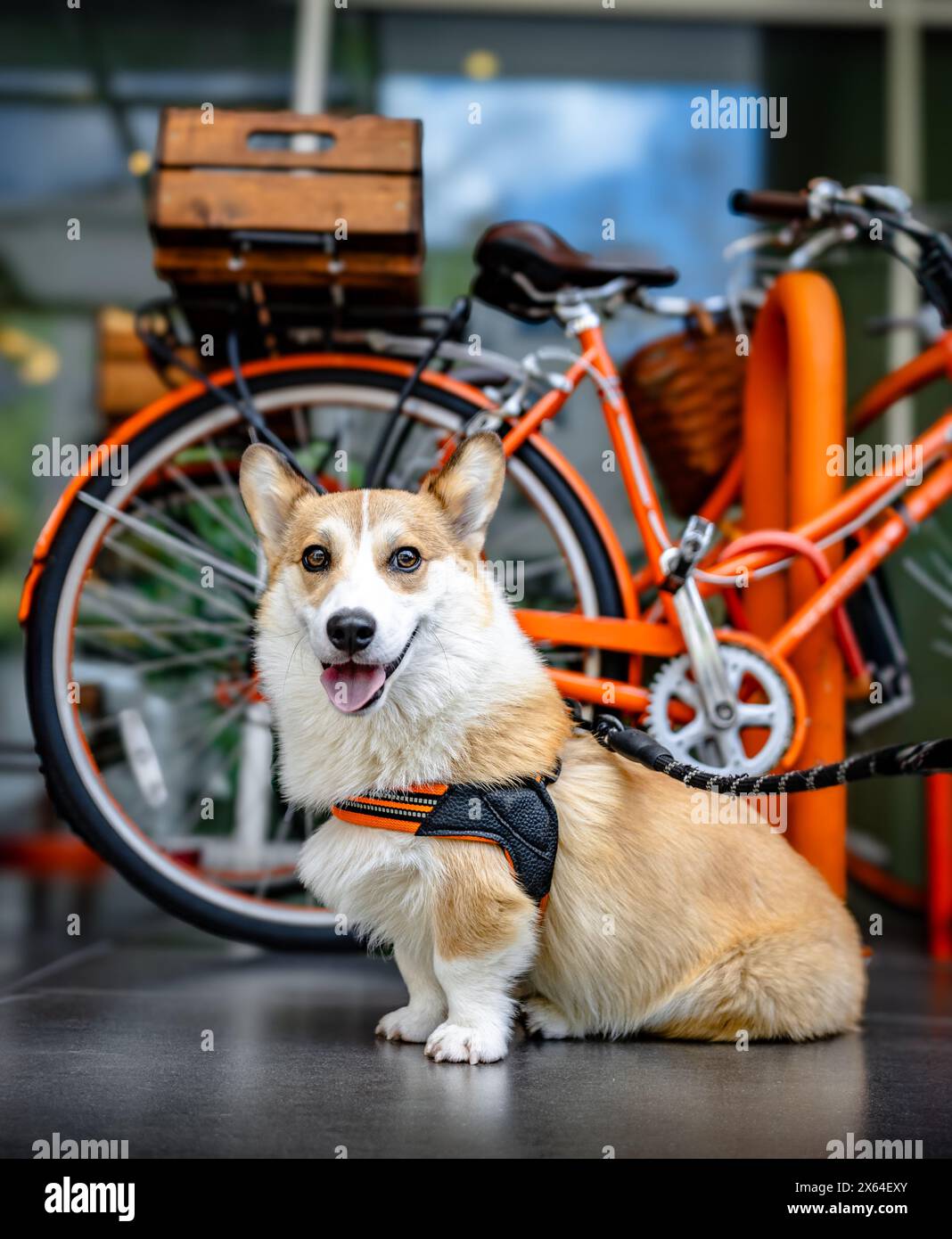 Happy Corgi puppy Stock Photo