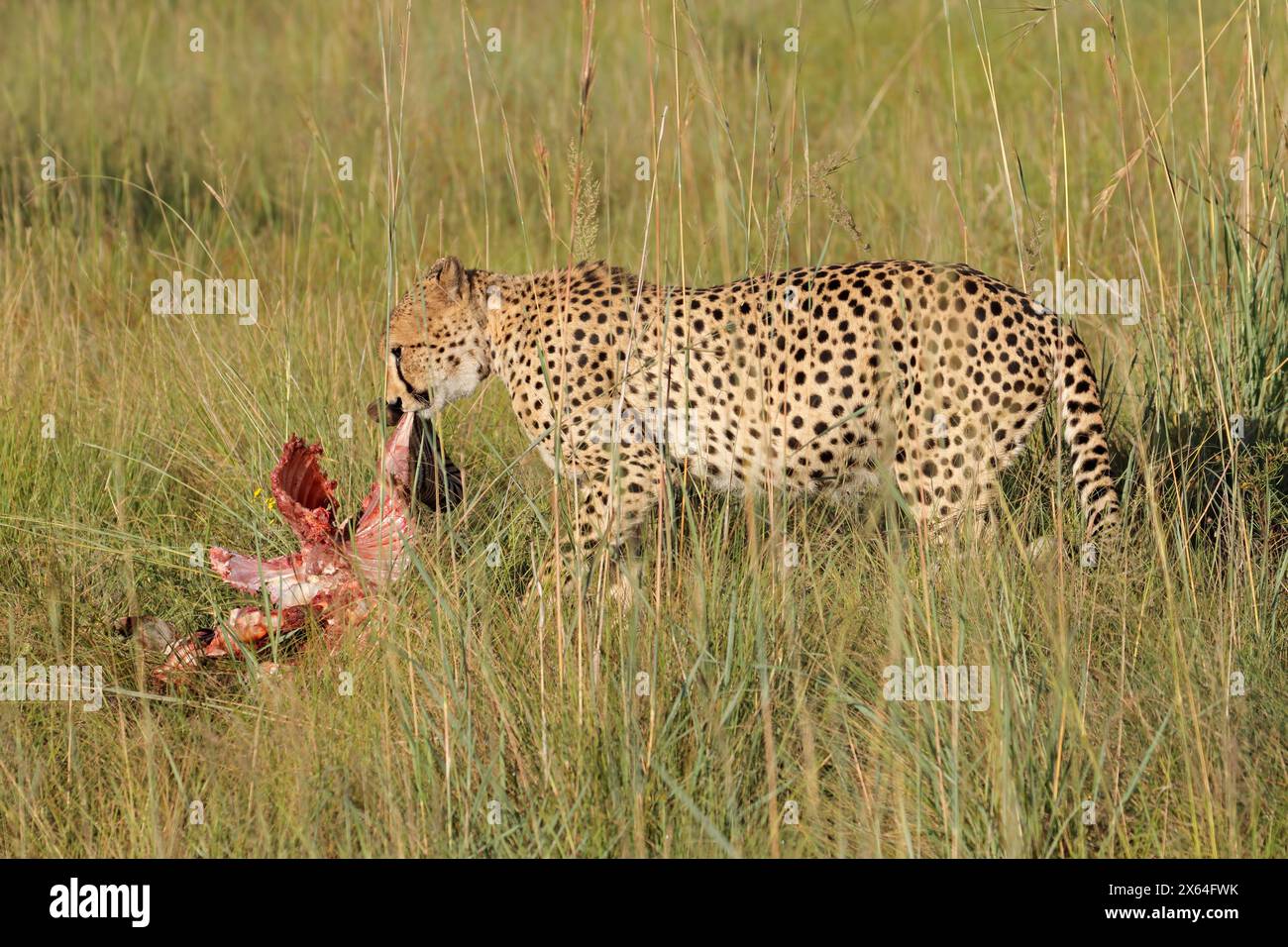 An alert cheetah (Acinonyx jubatus) in natural habitat with prey, South Africa Stock Photo