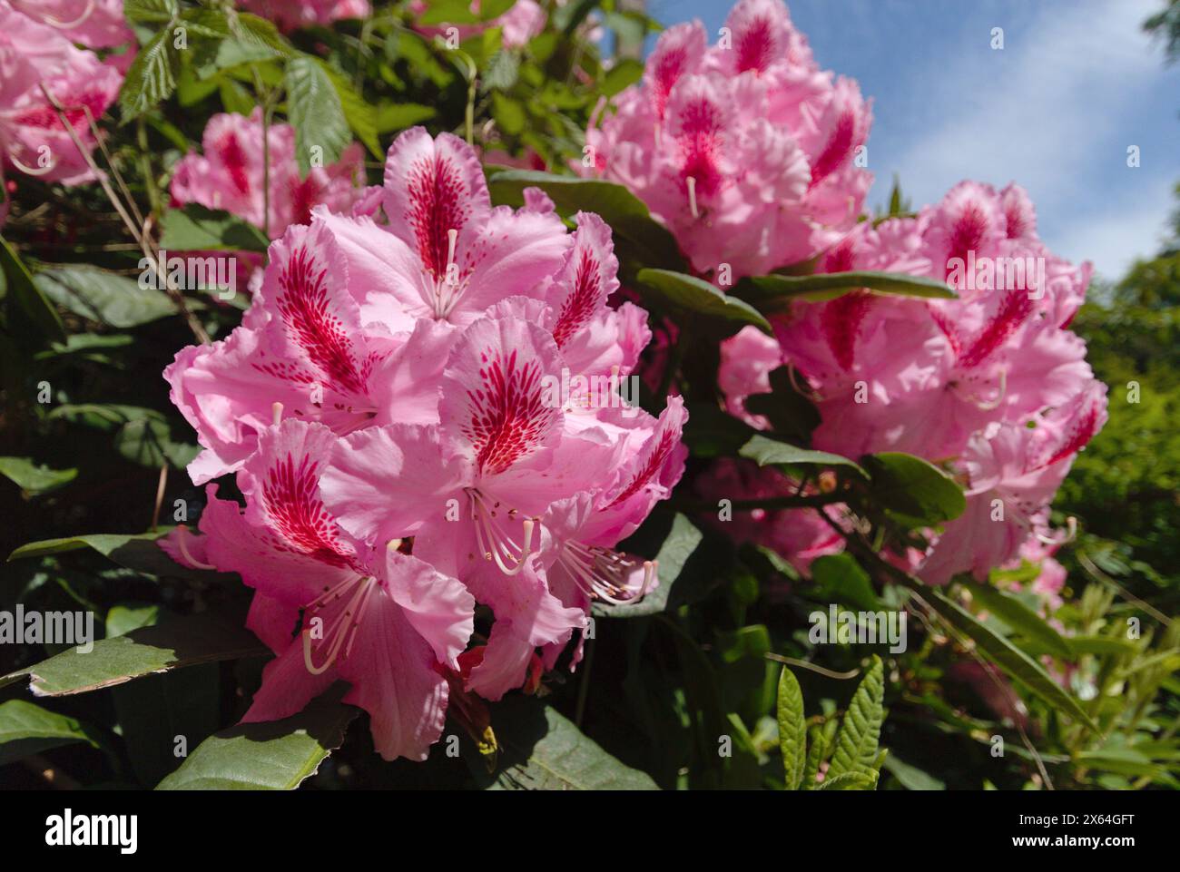 Vibrant Rhododendron blooms seen near Hare Hill, Cheshire Stock Photo