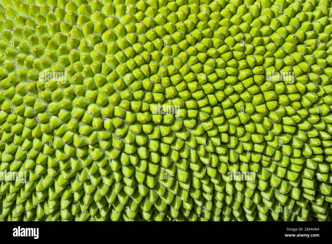 Abstract green nature blur background of young jackfruit by closeup texture of spiky skin fruit. Jack fruit and green leaves on the tree. Green jack f Stock Photo