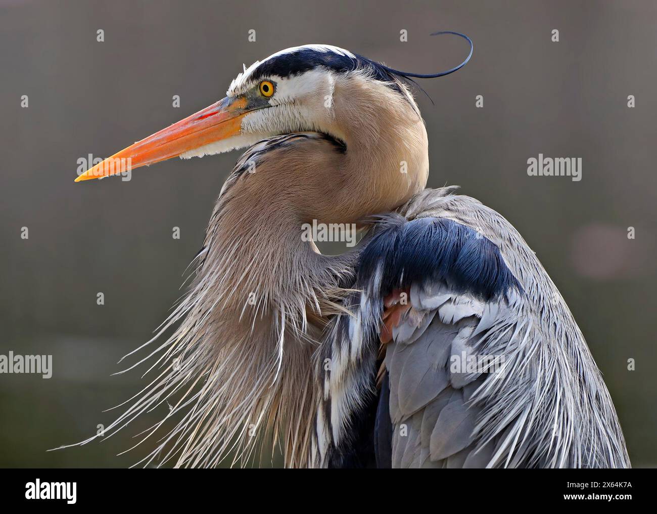 Great blue heron portrait into the swamp, Quebec, Canada Stock Photo