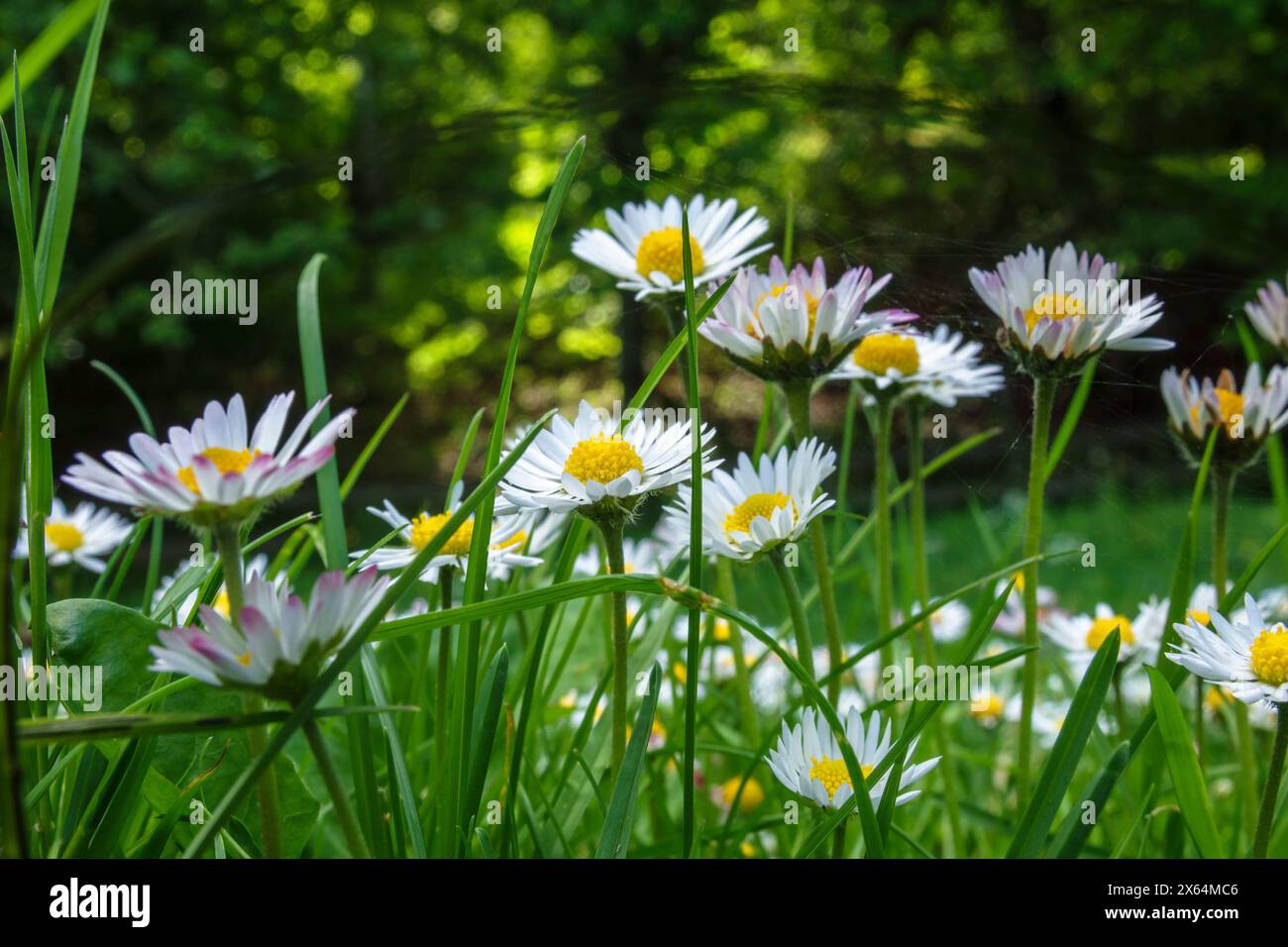 Flowering daisies in a lawn Stock Photo