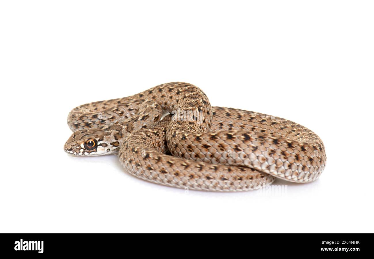 Montpellier snake in front of white background Stock Photo - Alamy