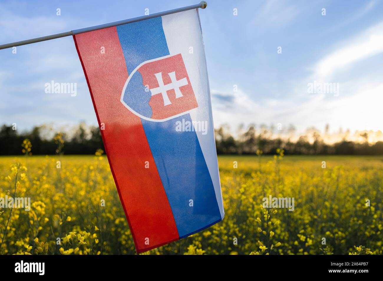 Slovak flag against the background of a blooming rapeseed field and blue sky. National symbol of freedom and independence of the country. Pride of the Stock Photo