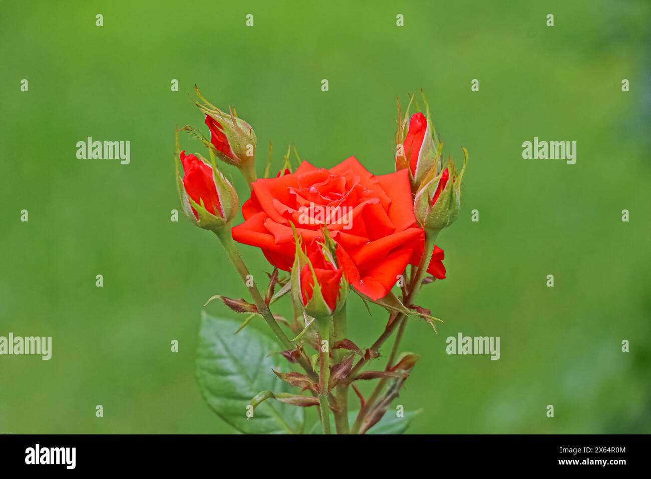 Rose plant genus hi-res stock photography and images - Alamy