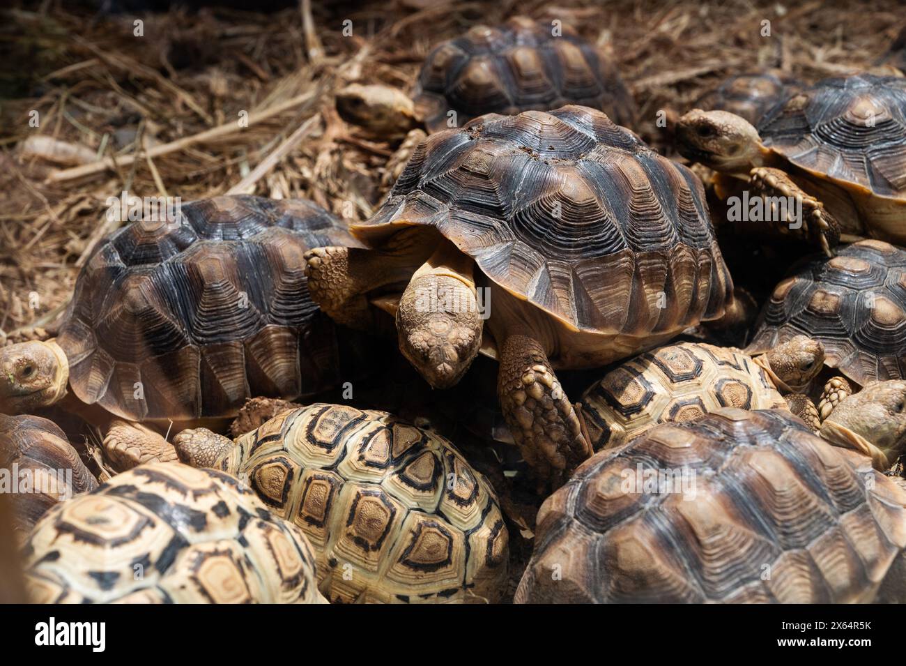 A group of turtles are laying on the ground. The turtles are of ...