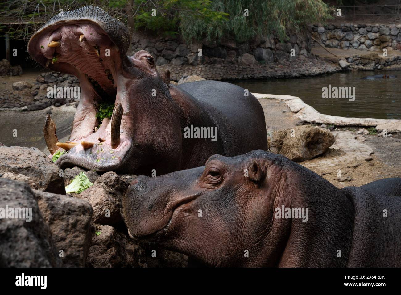 Two hippos are fighting over a rock. One of them has its mouth open ...