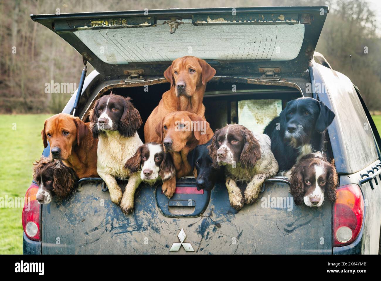 A group of working gun dogs in the back of a 4x4 at Rievaulx Abbey near Helmsley in North Yorkshire, England. Stock Photo