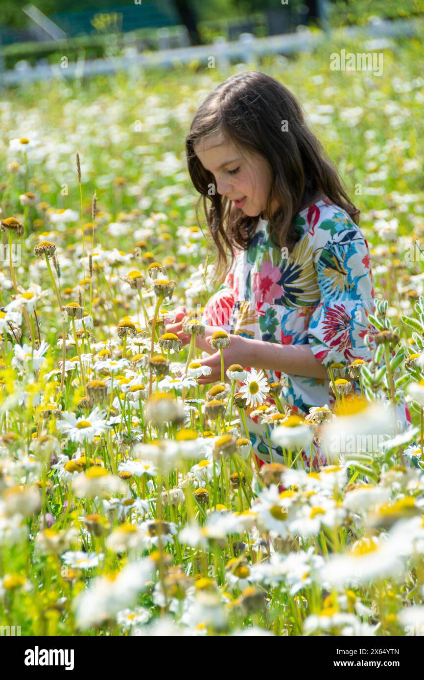 Happy little blonde girl sniffs a bunch of daisies in summer at sunset. High quality photo Stock Photo