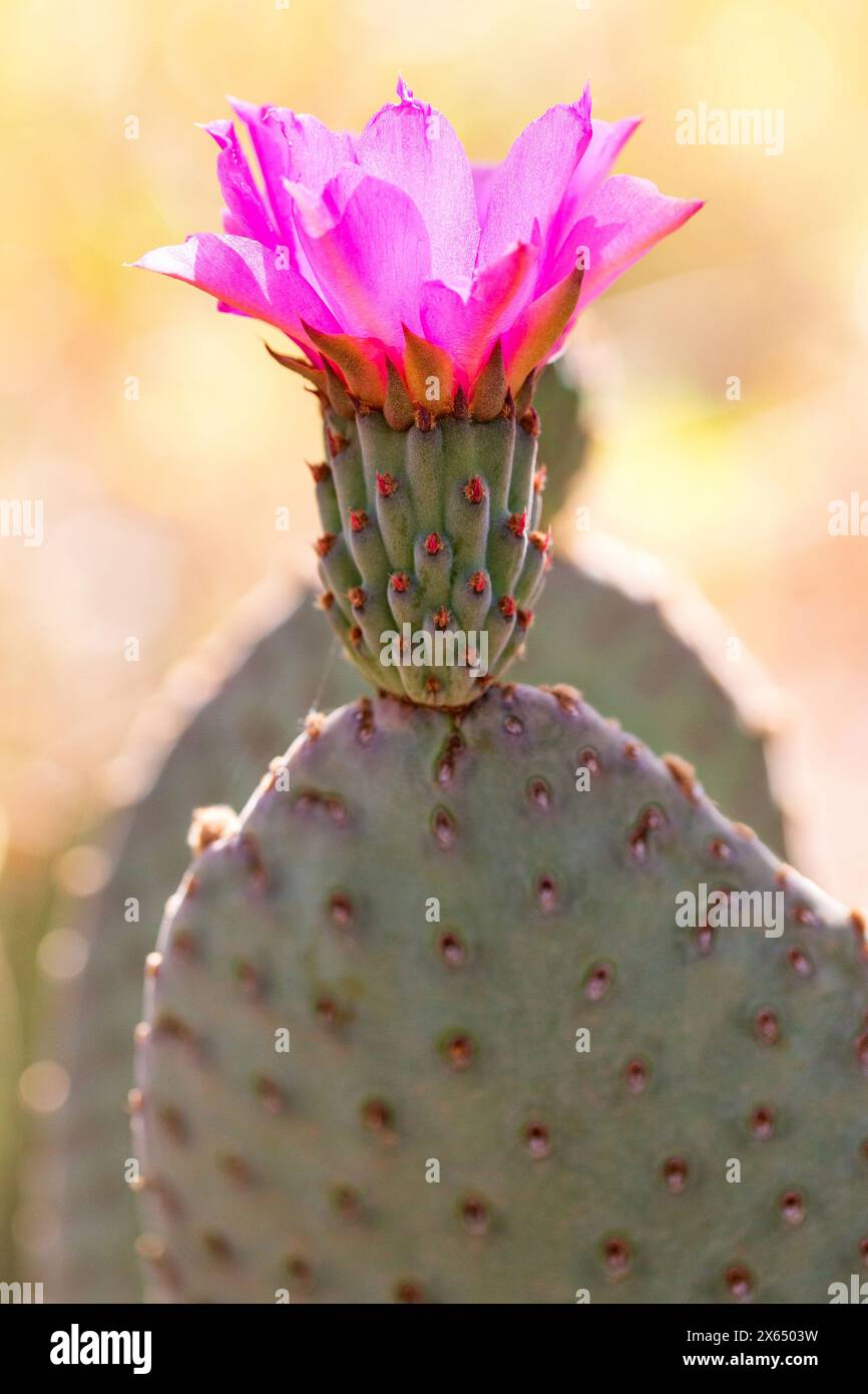 Closeup of Pink Beavertail Prickly Pear Cactus Flower in Bloom. Spineless cactus, barbed bristles glochids flat pad. Opuntia basilaris flower macro Stock Photo