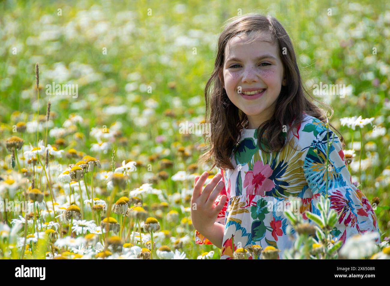Happy little blonde girl sniffs a bunch of daisies in summer at sunset. High quality photo Stock Photo