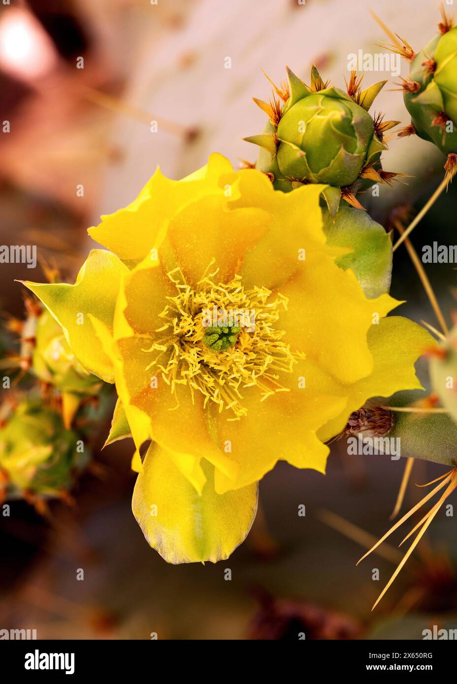 Yellow Eastern Prickly Pear Cactus Flower Macro. Closeup of golden yellow Indian fig cactus flower in bloom macro. Opuntia humifusa flower Stock Photo
