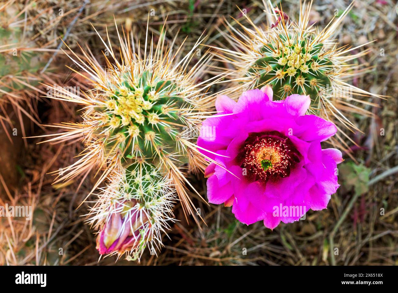 Lace Hedgehog Cactus with Pink Flowers in Bloom. Sharp spines surround blooms. Clustered hedgehog cactus with flower. Echinocereus reichenbachii Stock Photo