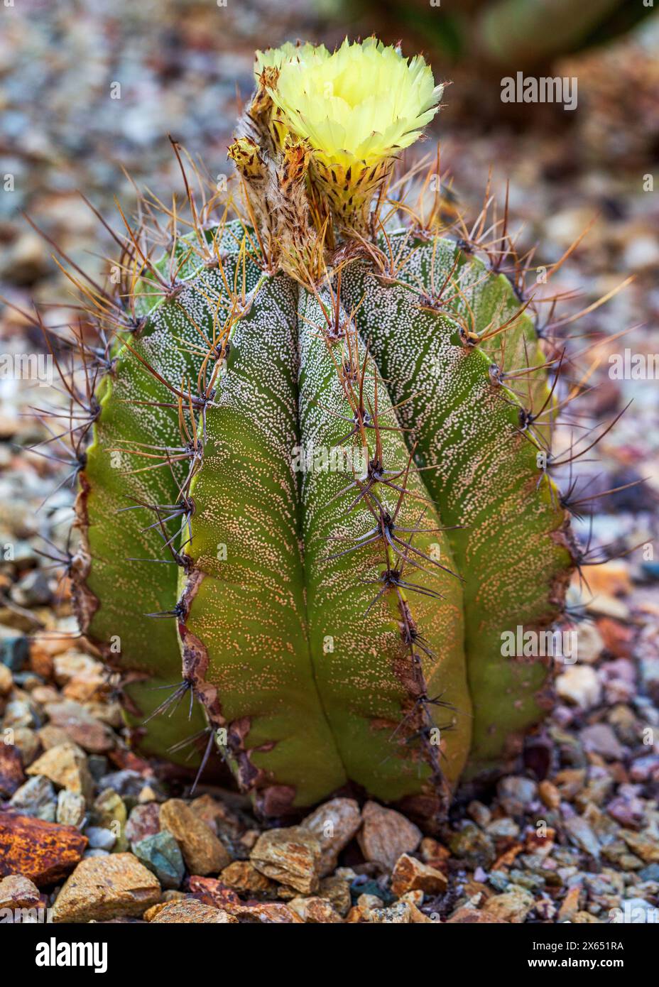 Monk's Hood Cactus with Yellow Flower. Blooming bishop's cap cactus. Solitary cylindrical cactus from Mexico's Central Plateau. Astrophytum ornatum Stock Photo