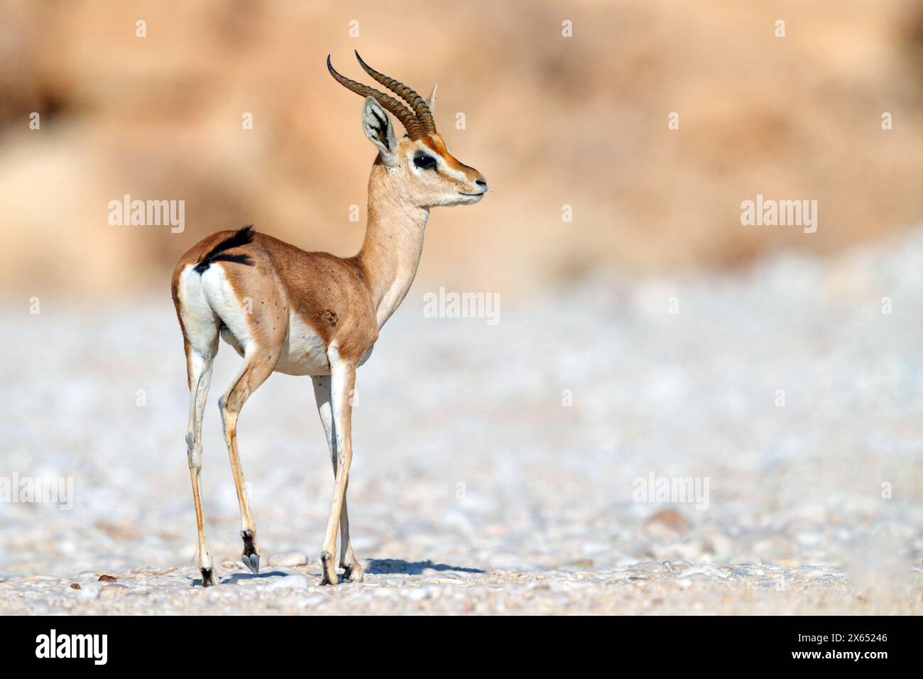 Arabische Gazelle, Arabian gazelle, (Gazella arabica), Hornträger Stock ...
