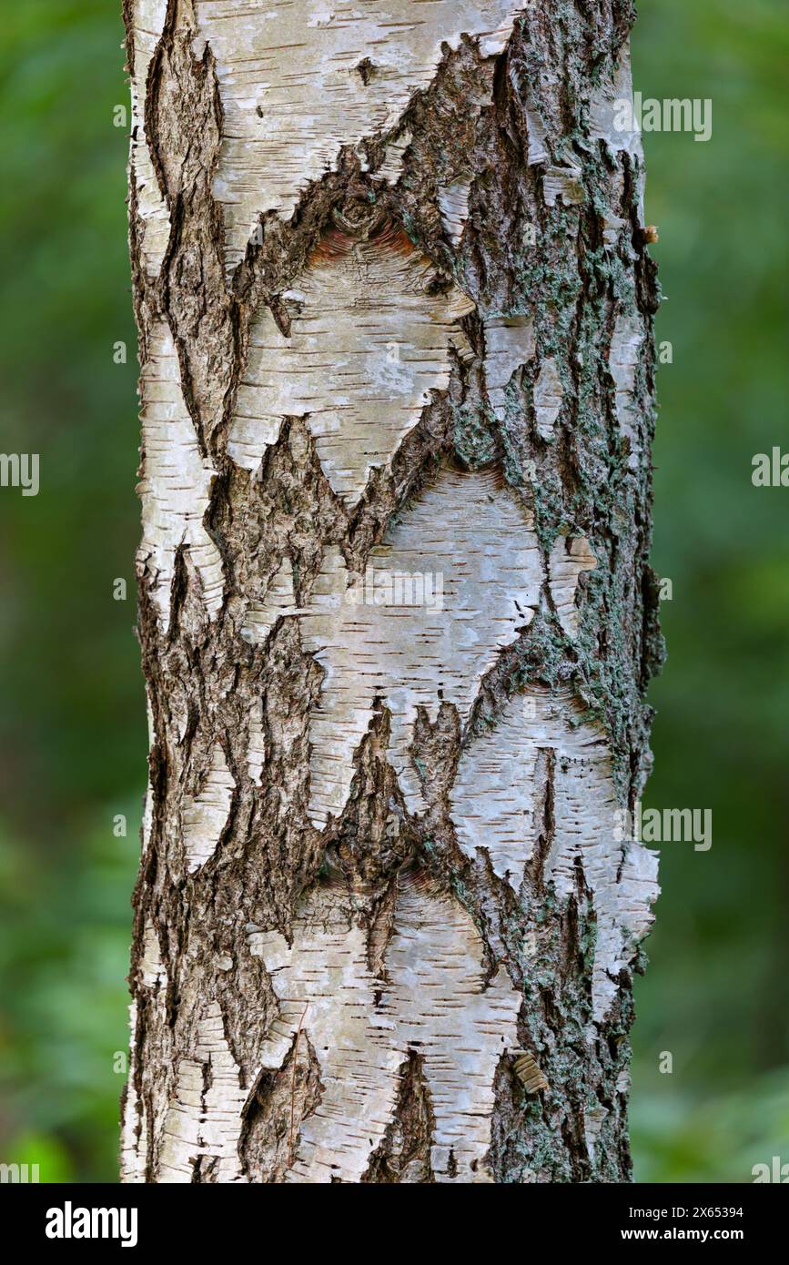 Rinde struktur hi-res stock photography and images - Alamy