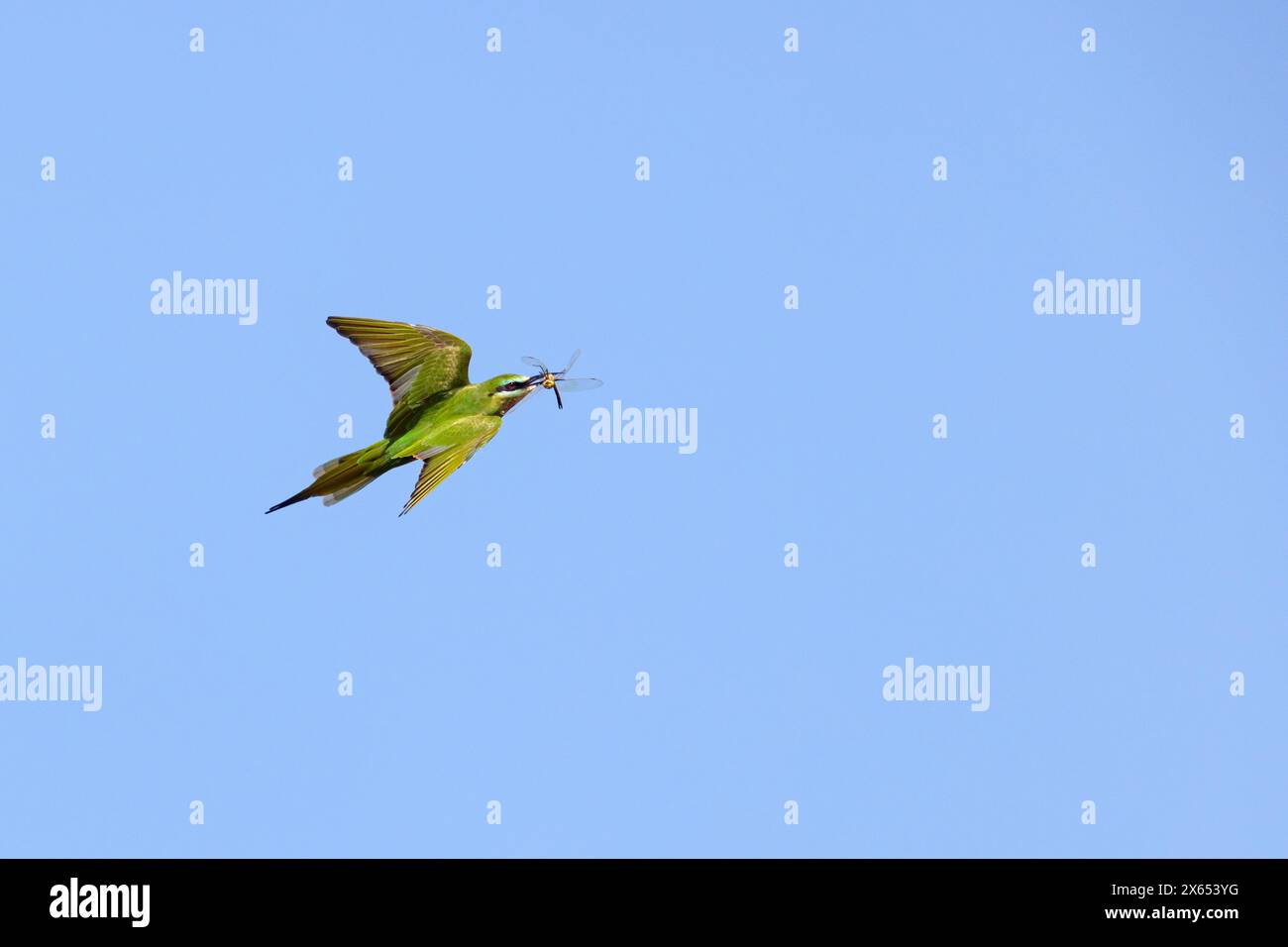 Blauwangenspint,( Merops persicus), Blue-cheeked Bee-eater, GuÍpier de Perse, Abejaruco persa, Bienenfresser, Bee-eater, Stock Photo