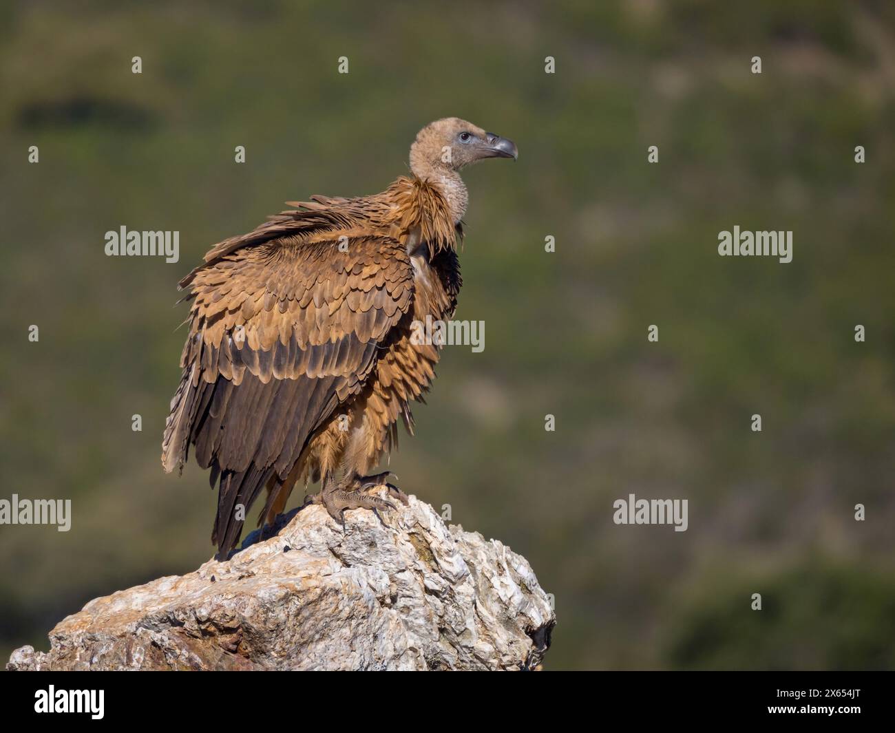 g-nsegeier-allweltgeier-eurasian-griffon-vulture-griffon-vulture