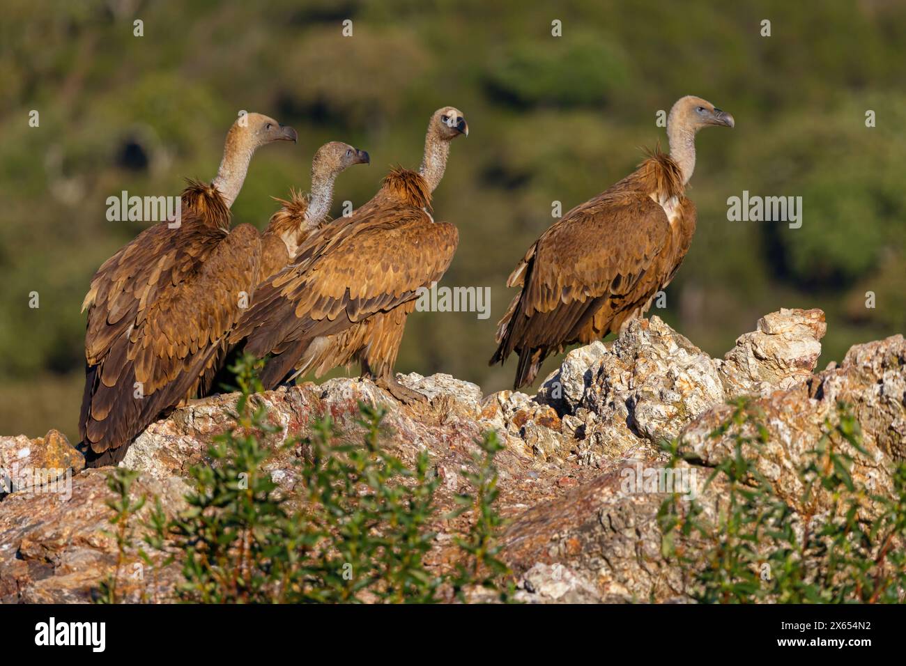 G nsegeier Allweltgeier Eurasian Griffon Vulture Griffon Vulture g-nsegeier-allweltgeier-eurasian-griffon-vulture-griffon-vulture