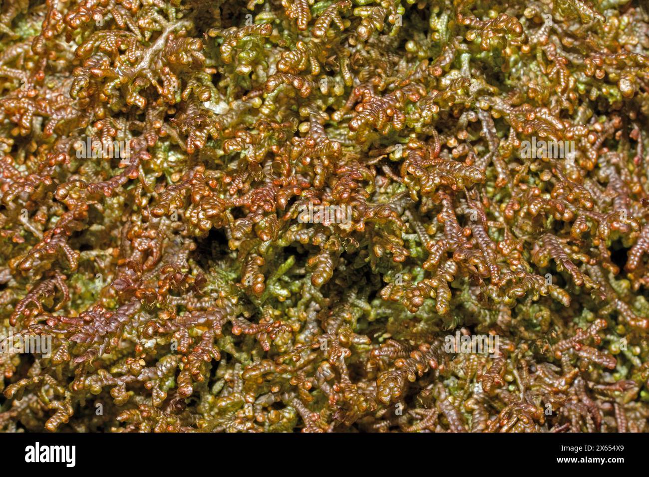 The liverwort Frullania tamarisci (Tamarisk Scalewort) is common on rocks and trees in western Britain. Here it was found in wet birch woodland. Stock Photo