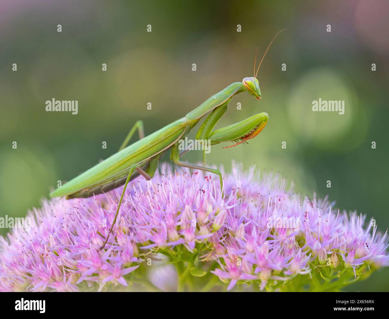 europaischer-gottesanbeterin-hi-res-stock-photography-and-images-alamy