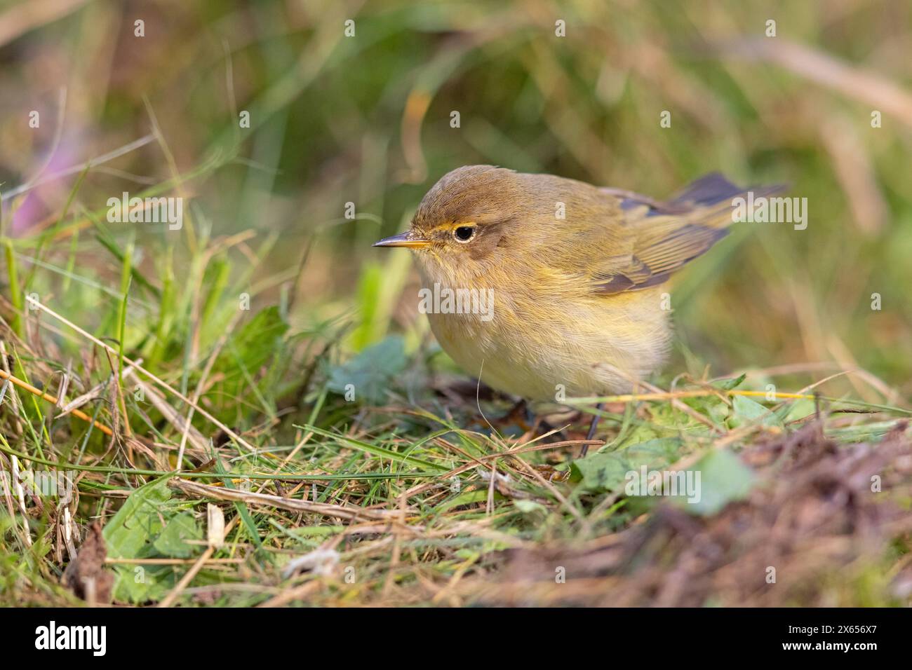 Zilpzalp, Weidenlaubsänger, Chiffchaff, Common Chiffchaff, Chiff-chaff, (Phylloscopus collybita), (Phylloscopus collybitus), Stock Photo