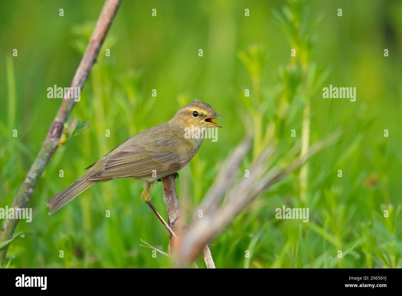 Zilpzalp, Weidenlaubsänger, Chiffchaff, Common Chiffchaff, Chiff-chaff, (Phylloscopus collybita), (Phylloscopus collybitus), Stock Photo