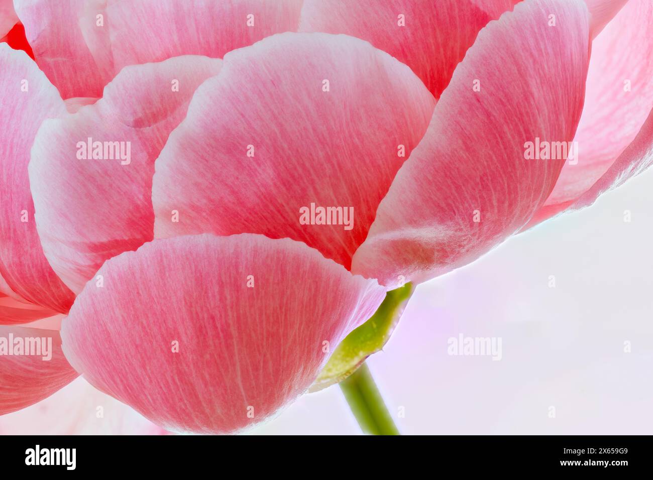 The Petal Soft Pink Layer
