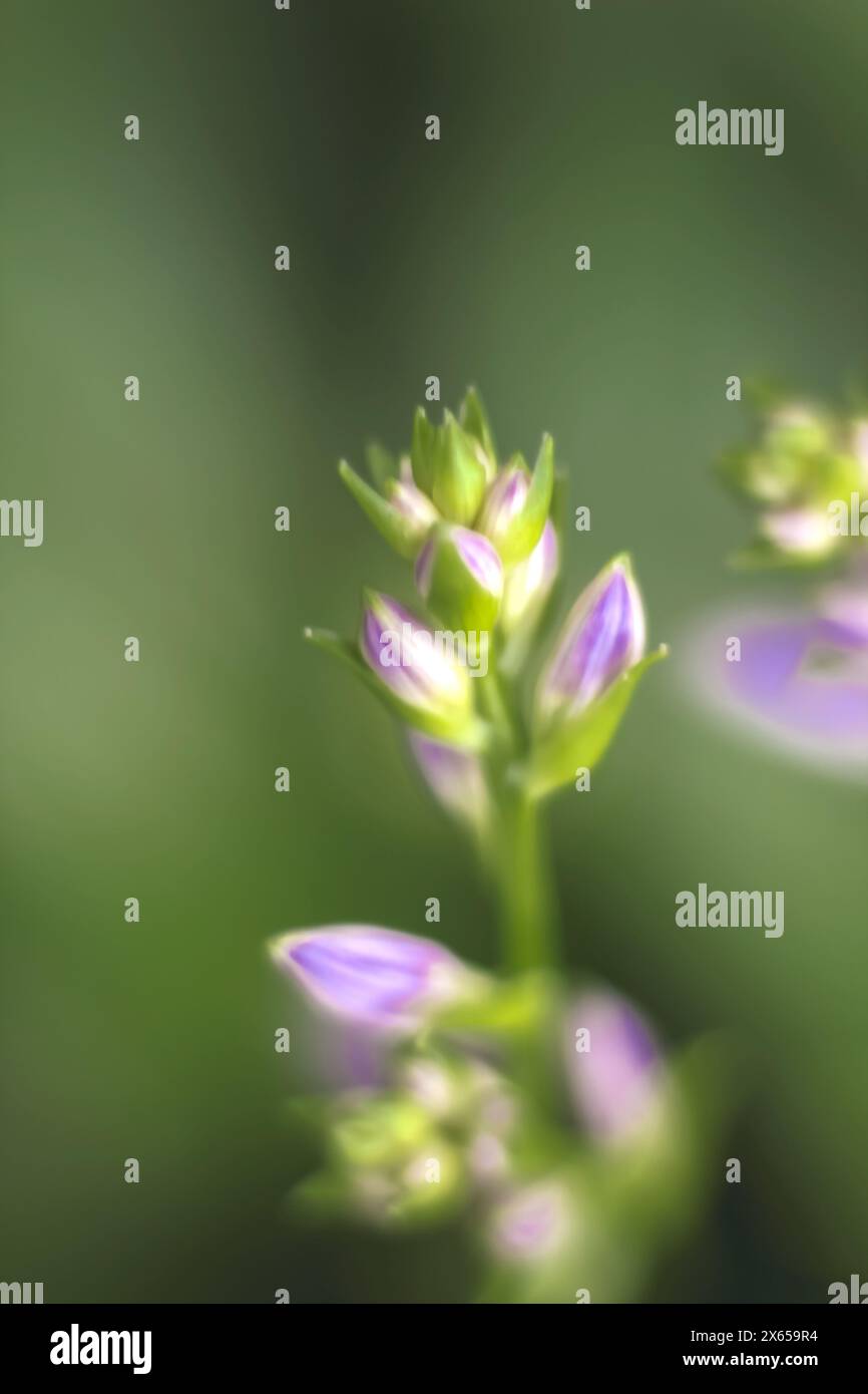 Blossoming purple Veronica officinalis flower buds on green bokeh background. Selective, soft focus, blur, haze. Tenderness of nature. Stock Photo