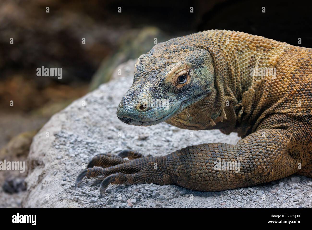 A Komodo Dragon Varanus Komodoensis On A Rock The Largest Species Of 