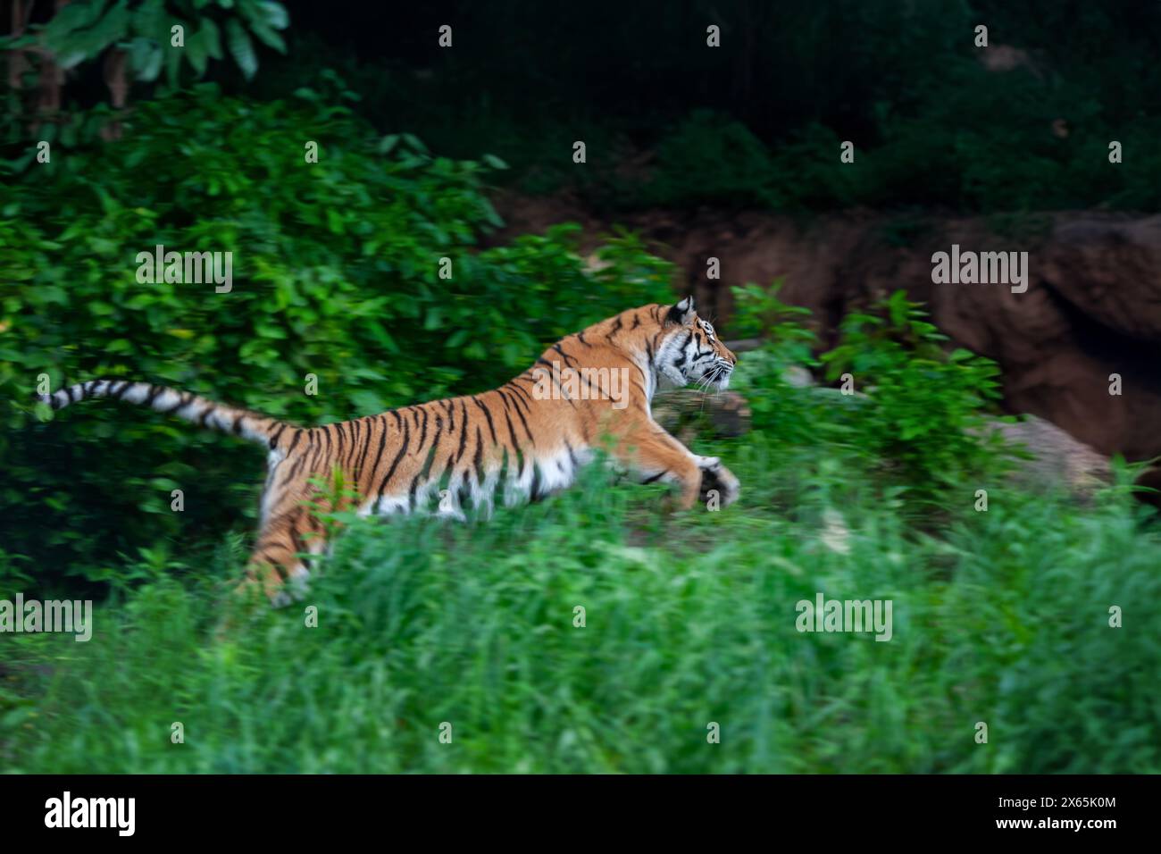 Close tiger male. Wild adult animal in the natural habitat Stock Photo