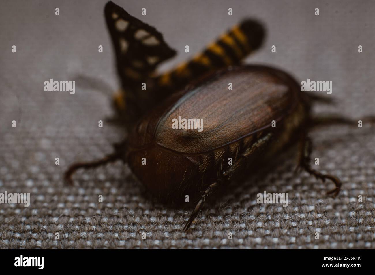 Dying Tiger Moth or Amata huebneri on top of a brown metallic scarab