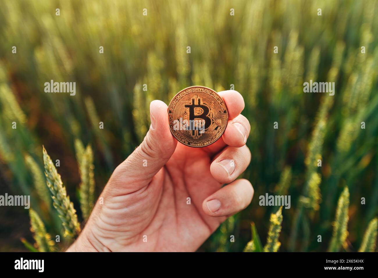 Farmer holding Bitcoin cryptocurrency coin in green wheat field, selective focus Stock Photo