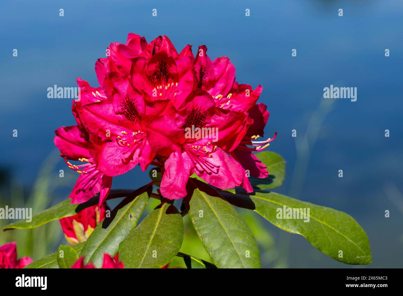 Rhododendronblüte im Wald zwischen Bahnhof und Schloss Wiesenburg in Wiesenburg/Mark Landkreis Potsdam-Mittelmark. *** Rhododendron blossom in the forest between the train station and Wiesenburg Castle in Wiesenburg Mark, Potsdam Mittelmark district Stock Photo