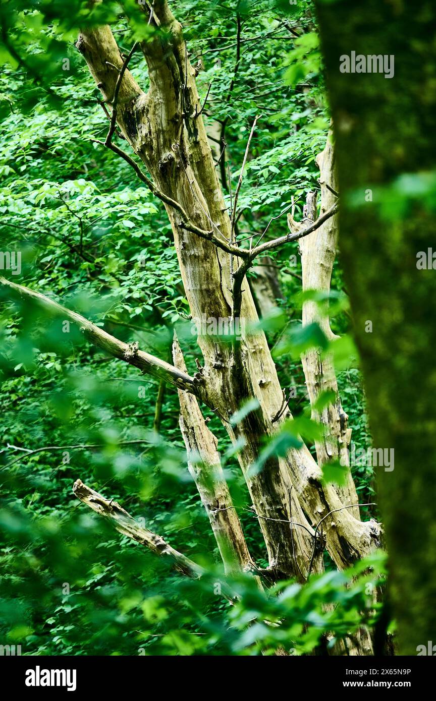 Leafy woodland hi-res stock photography and images - Alamy