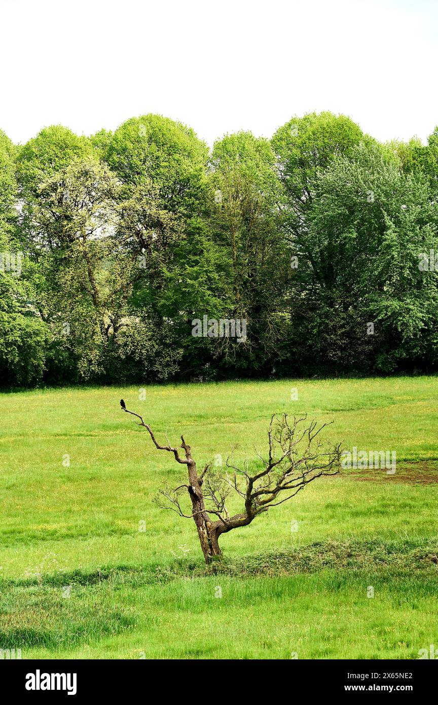 Dead tree in field in springtime Stock Photo
