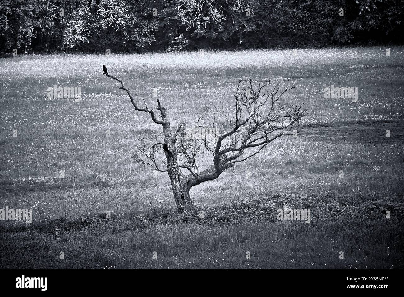 Dead tree in field in springtime Stock Photo