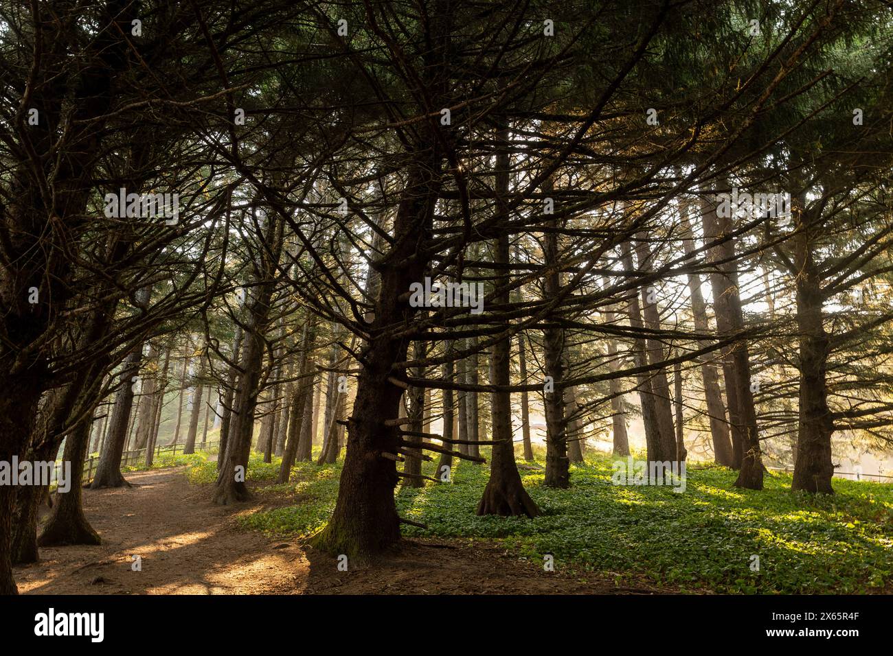 Tall Canopy Trees With Light Pouring Through Stock Photo Alamy