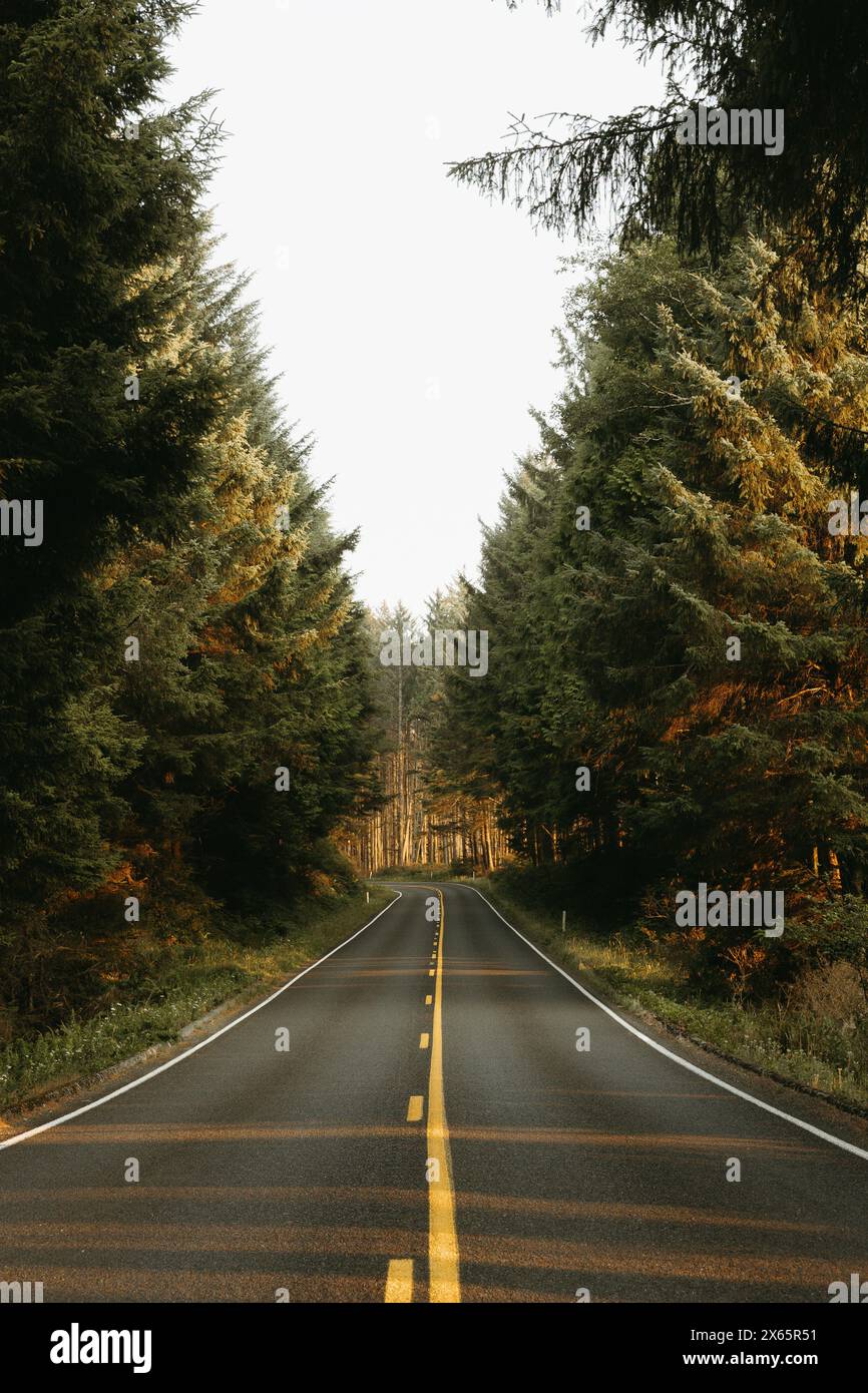 Empty forest road sunlight shining through trees Stock Photo