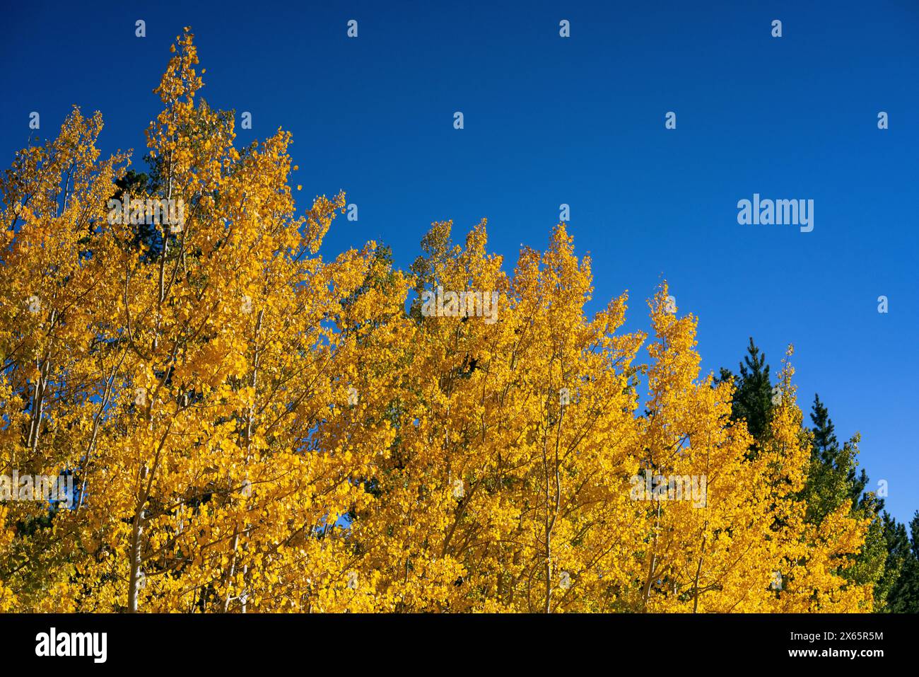 Glistening Yellow Aspen Leaves and Blue Sky Stock Photo