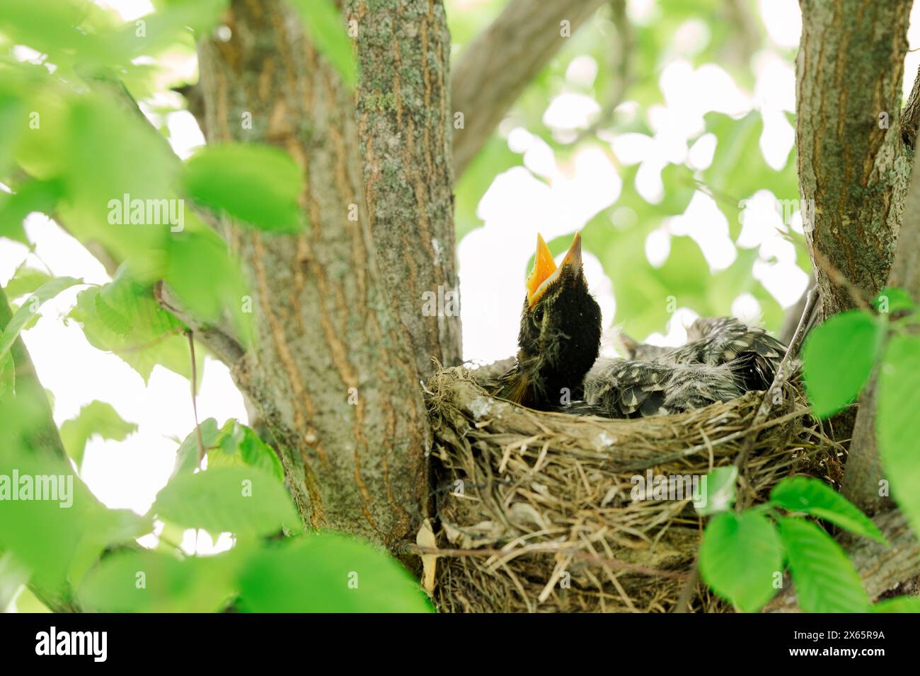 Young bird in nest opening beak among leafy tree branches Stock Photo