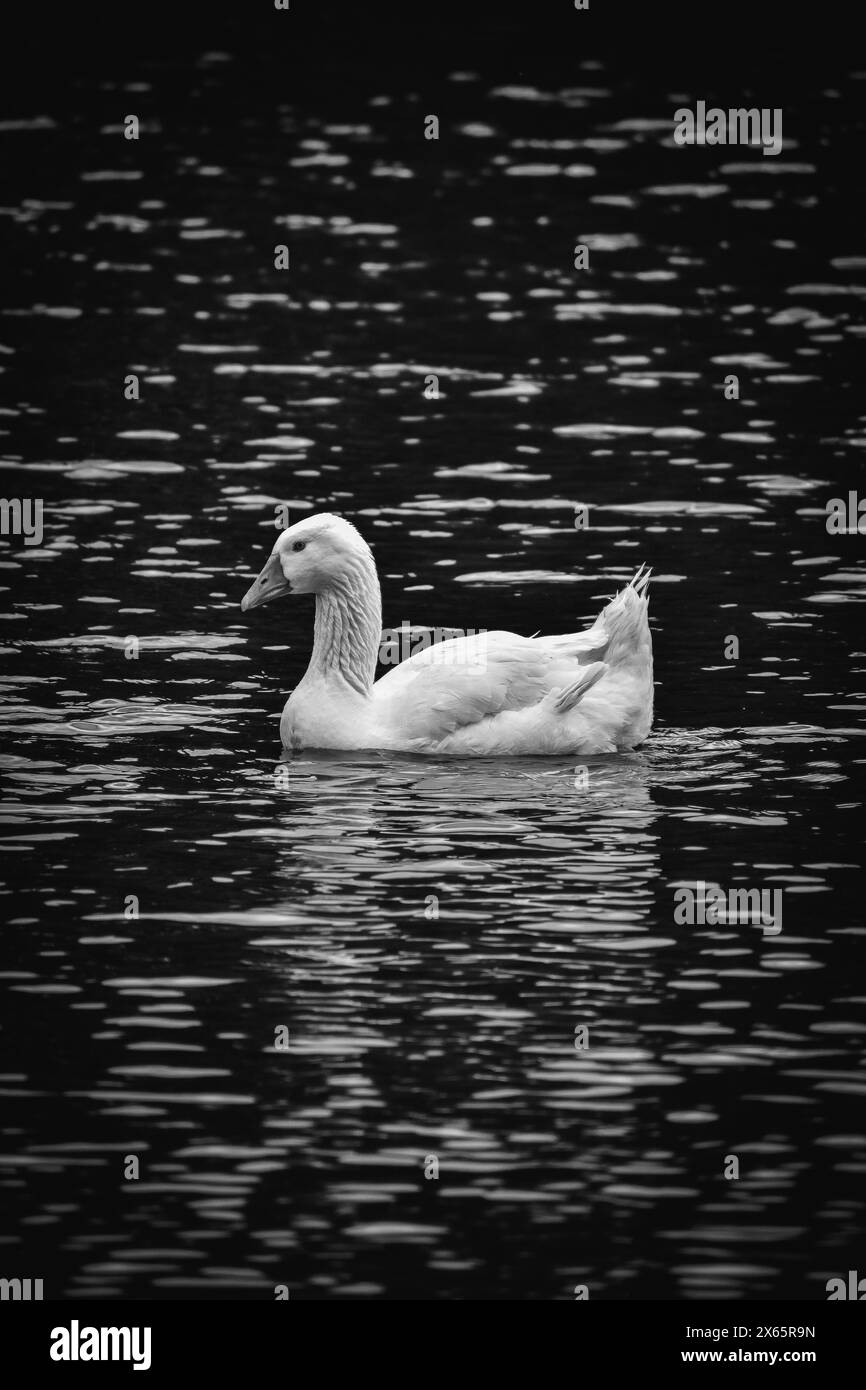 Goose swimming black and white with water ripples Stock Photo