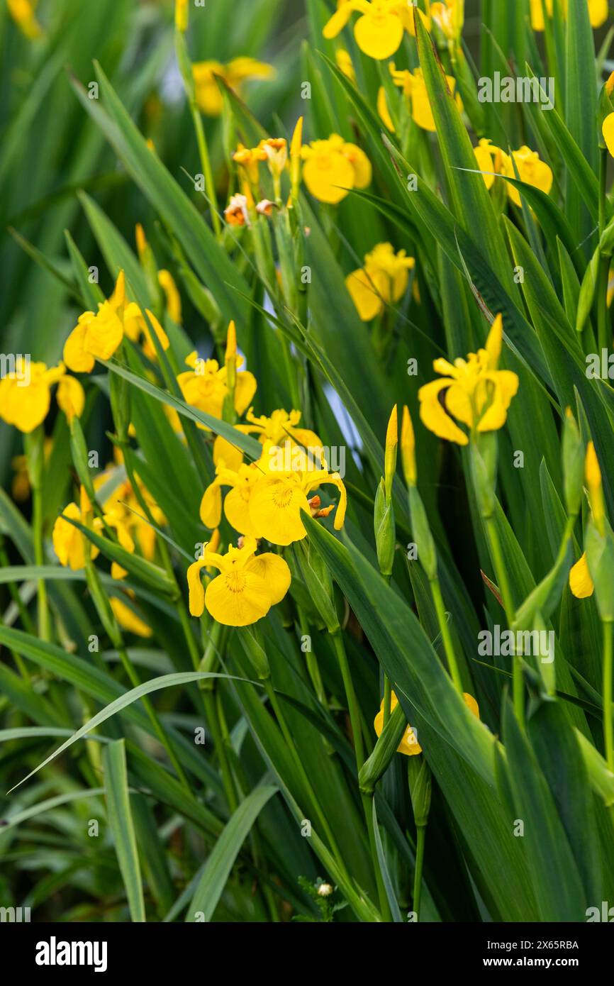 Flag iris Stock Photo