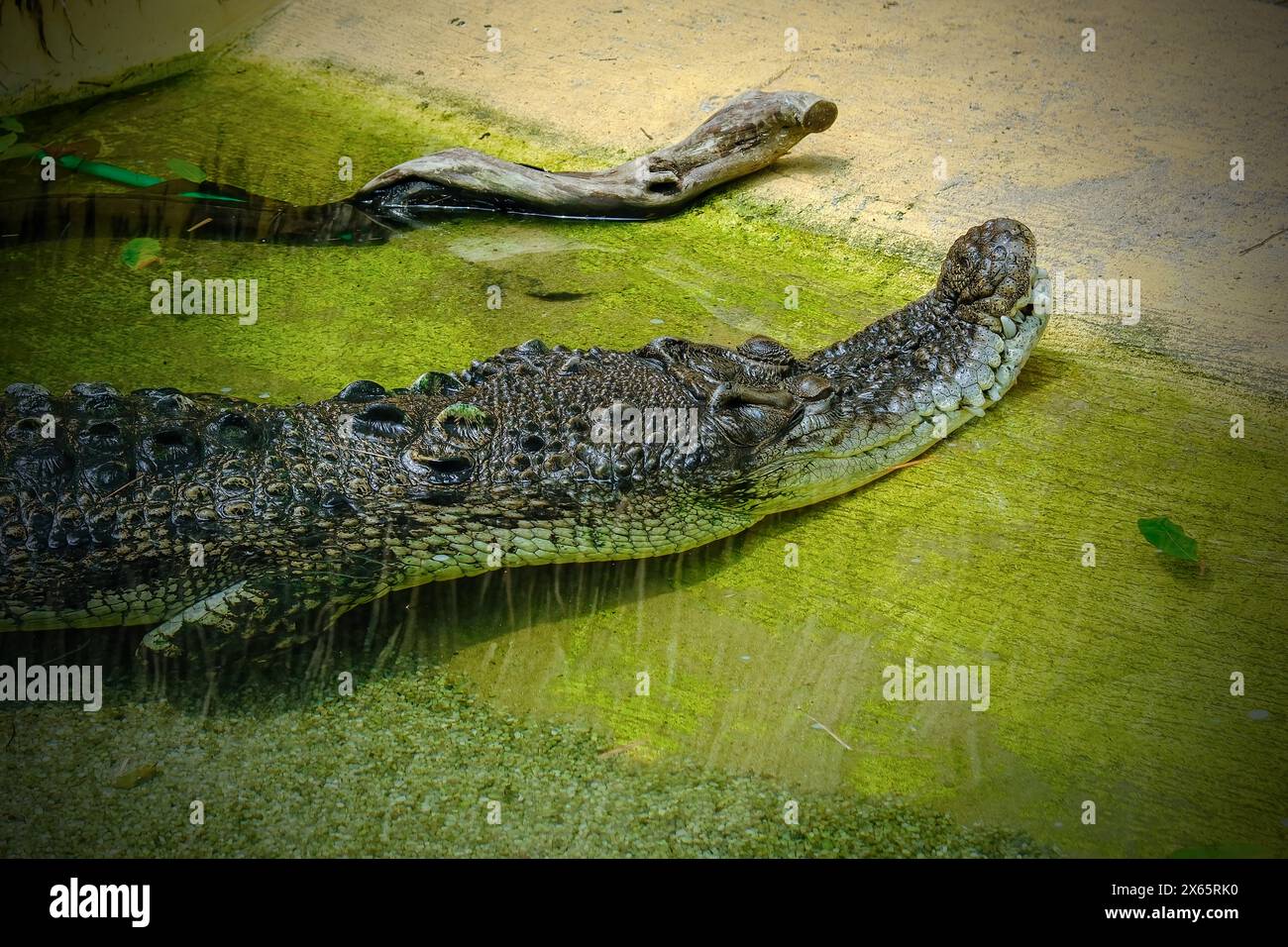 closeup of crocodile in the water Stock Photo