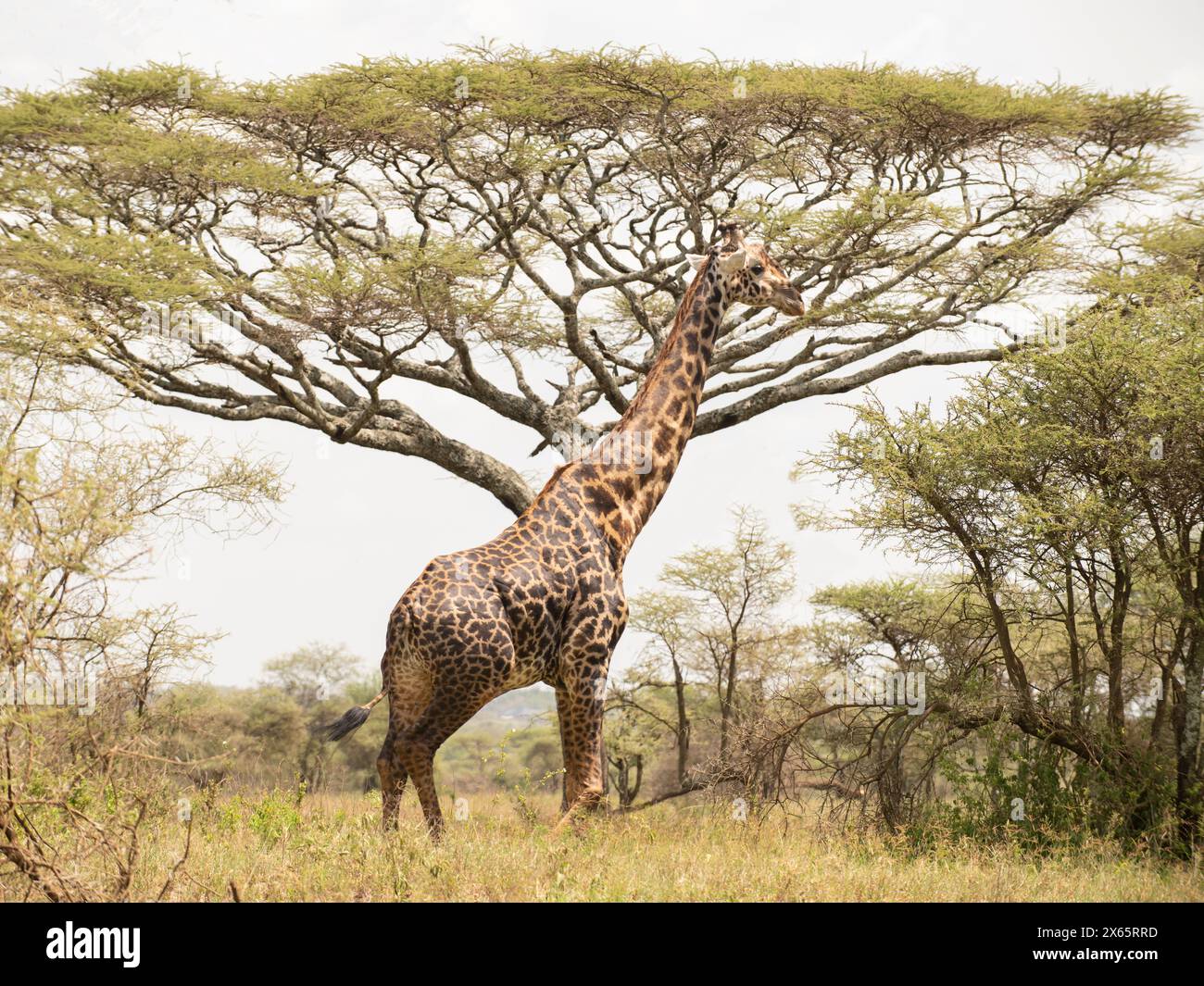 A giraffe feeds from a tall tree on a hot day in the Serengeti. Stock Photo