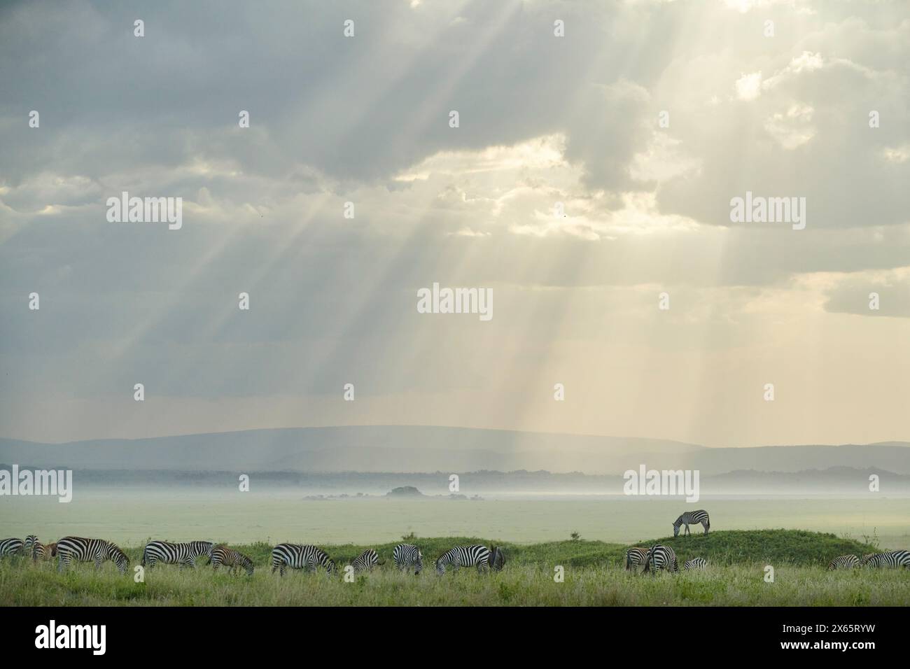 A zebra stands a top a small hill against sunbeams and the open Stock Photo
